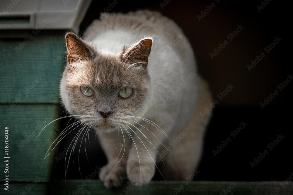 domestic cat in his cage in the garden of a house