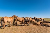 Pferde in der mongolischen Steppe