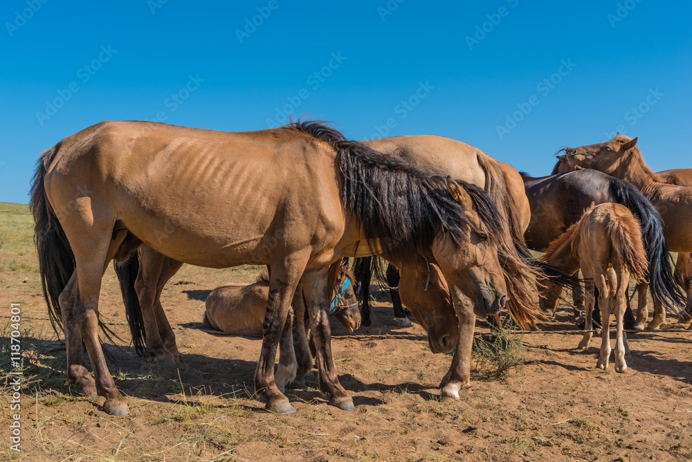 Pferde Herde in der Mongolei