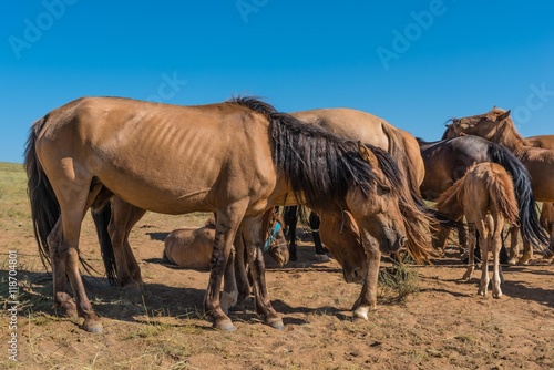 Fototapeta Naklejka Na Ścianę i Meble -  Pferde Herde in der Mongolei