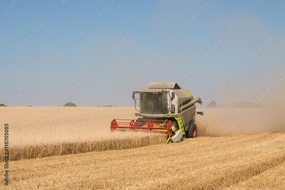 Obraz premium Combine harvestesting