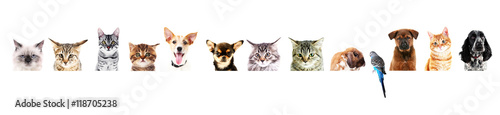 Row of different pets on white background.