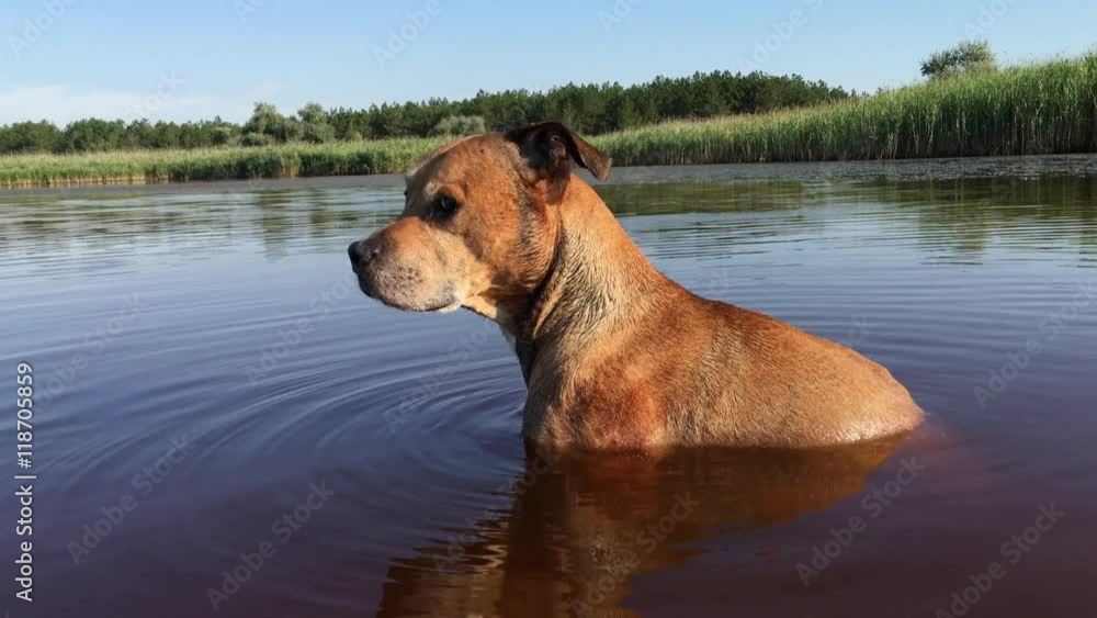 American Pit bull sits in the lake, watching for prey, clear day American Pit bull sits in the lake, watching for prey, clear day