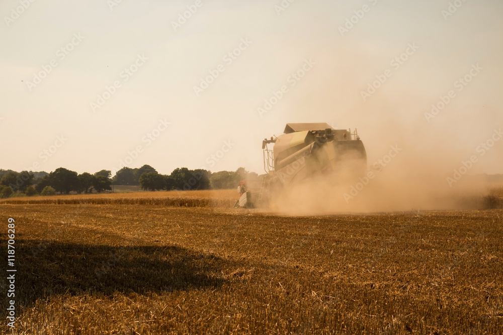 Naklejka premium Combine harvestesting