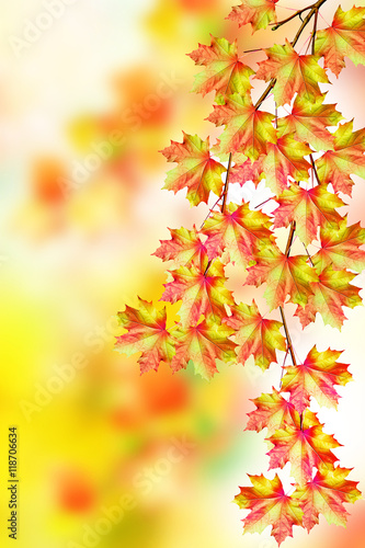 autumn landscape with colorful bright trees. Indian summer