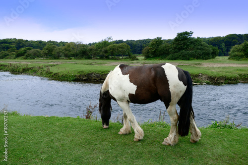 horse by river