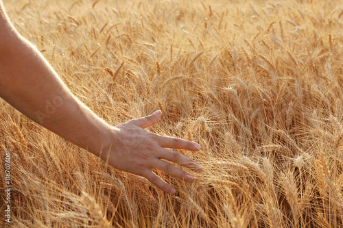 Man touching wheat on a field