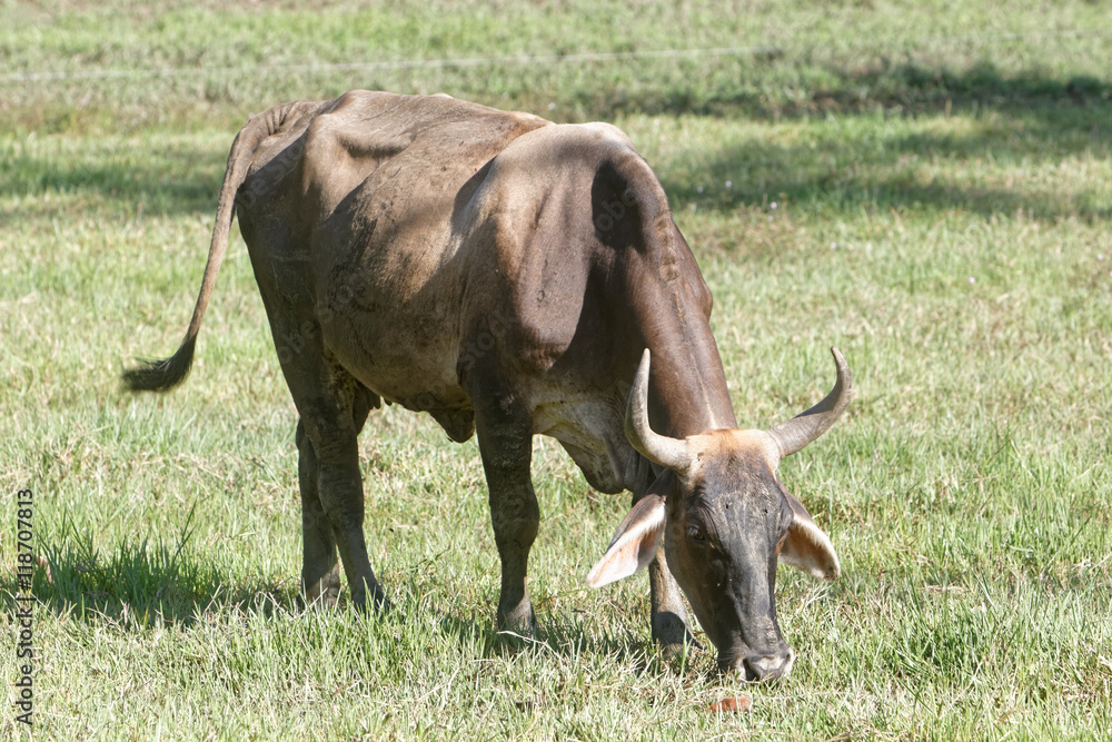 Vache maigre broute dans une prairie sous la chaleur en Guyane française