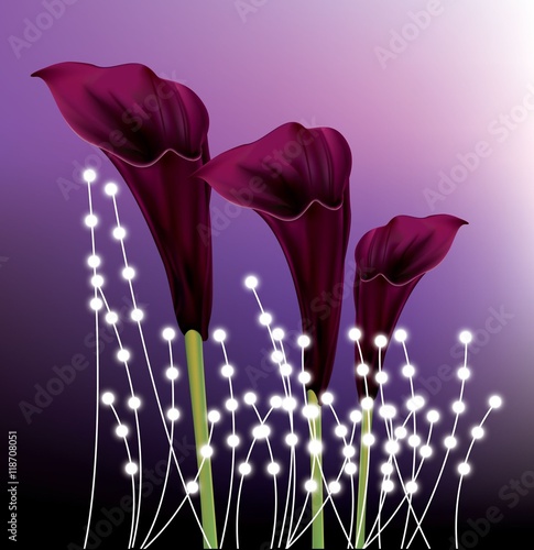 Fototapeta Naklejka Na Ścianę i Meble -   Beautiful black calla lilies on purple gradient background
