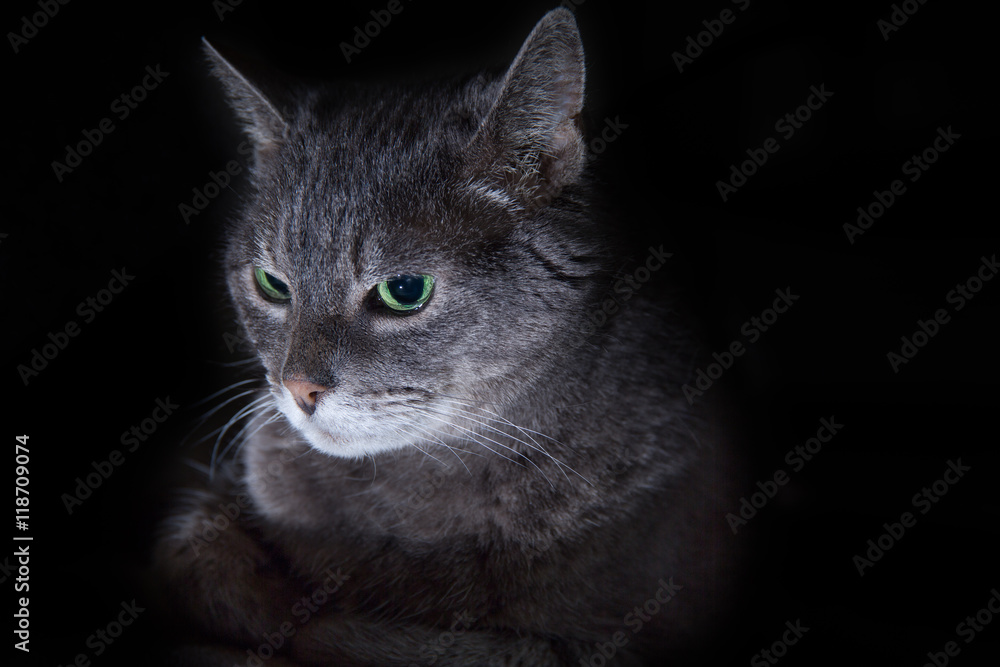 Grey Tabby Cat on Black Background