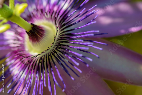 Closeup Passionflower