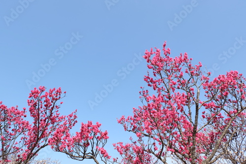 青空と大粒の紅梅 photo