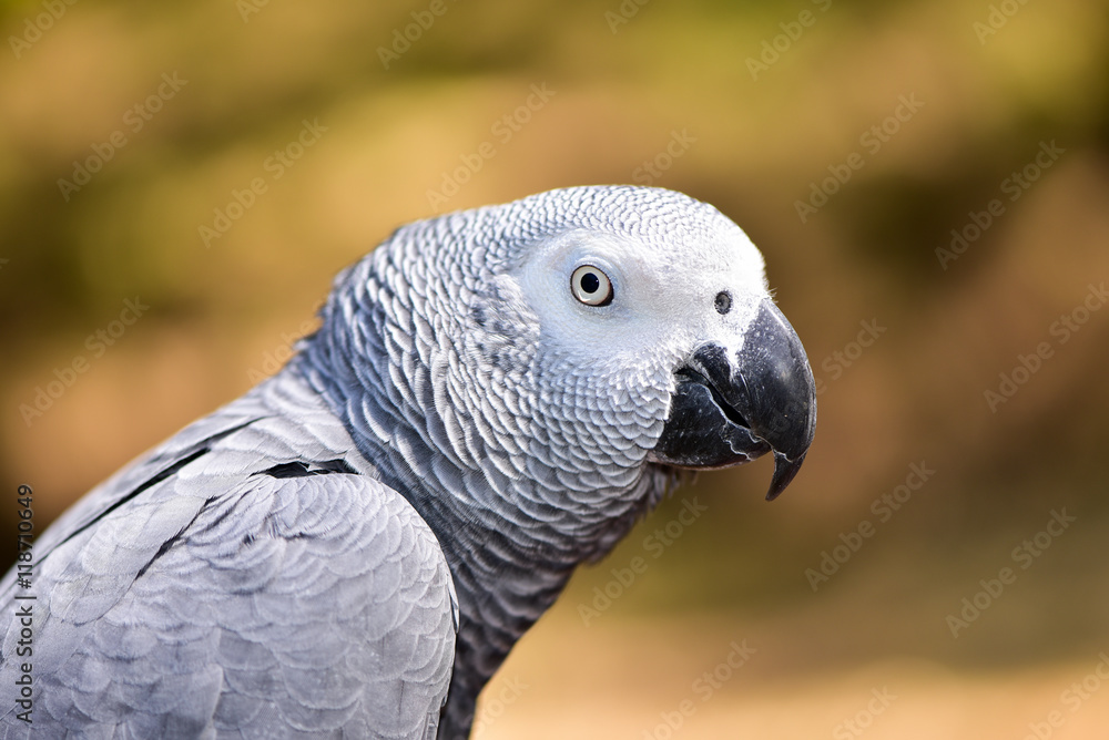 Obraz premium Beautiful African Grey Parrot