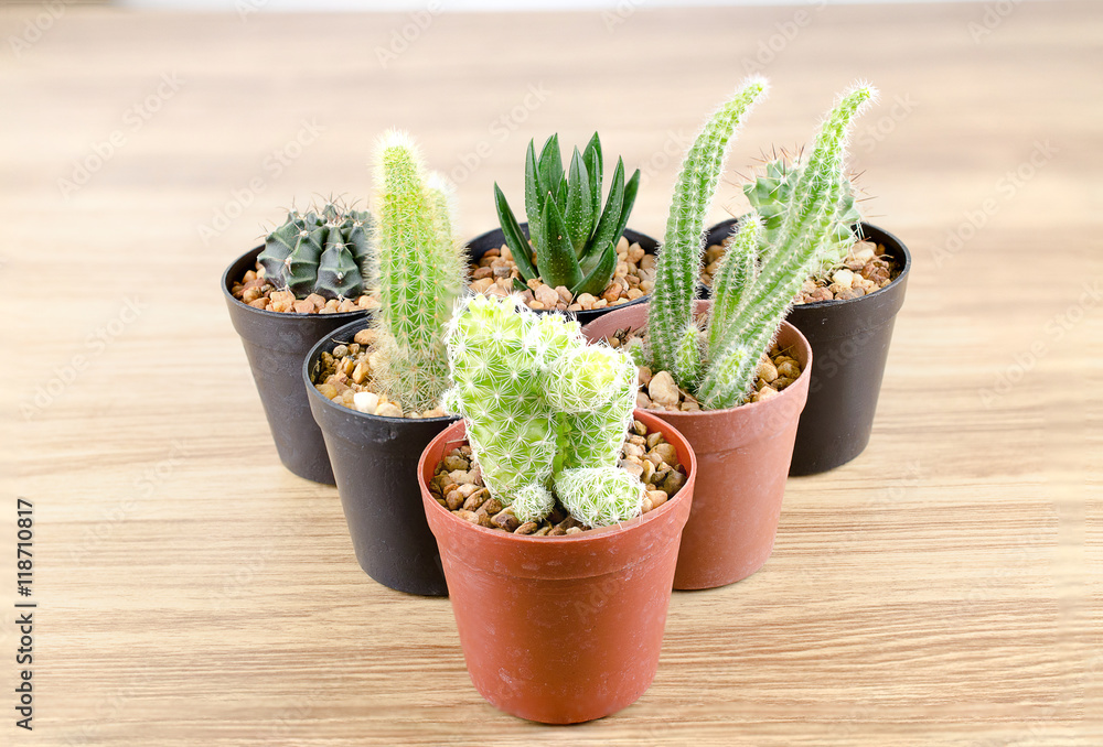 mini cactus mini cactus
