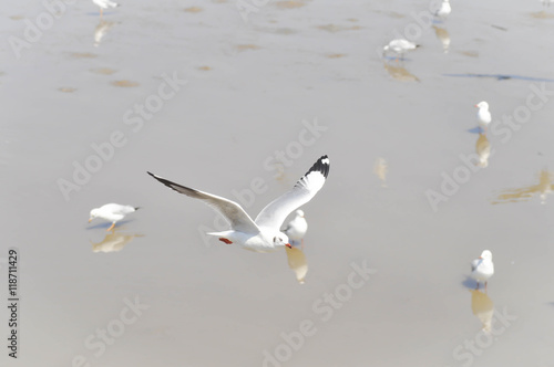 flying seagull near the water © jobrestful