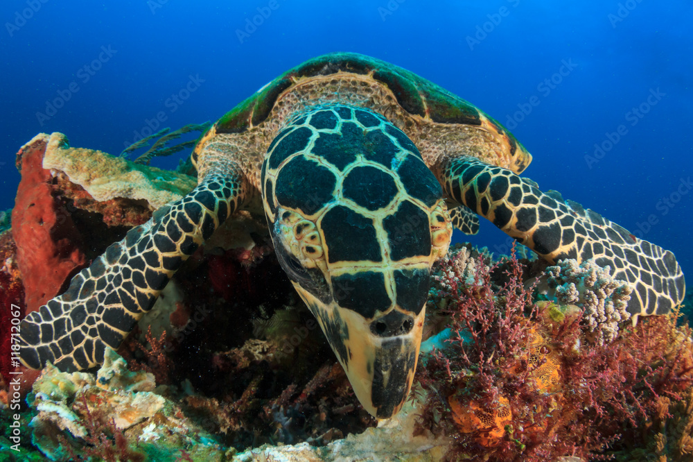 Fototapeta premium Hawksbill Sea Turtle