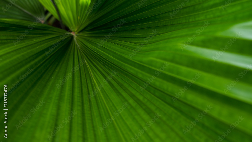 Fototapeta premium Fan Palm