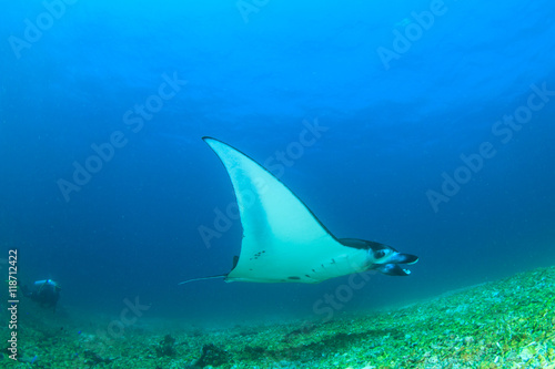 Manta ray and scuba diver