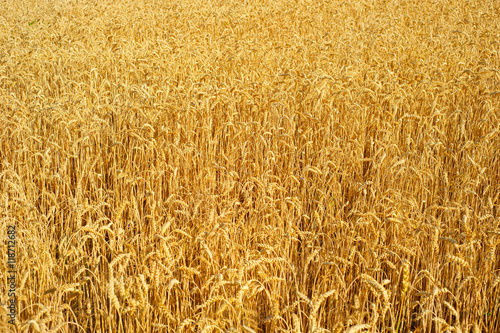 Wheat field background