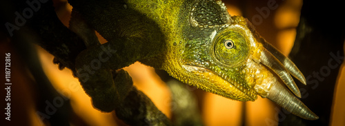 Quelques photo du Zoo de Wellington, et de Zealandia en Nouvelle Zelande.
