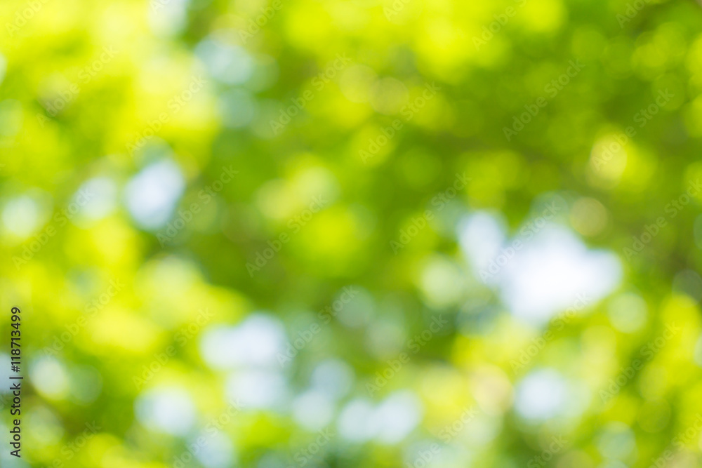 Natural green blurred bokeh leaf background. Natural green blurred bokeh leaf background.