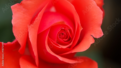 Orange Rose Flower Blooming