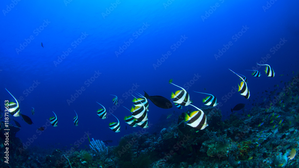 Fototapeta premium Bannnerfish fish coral reef underwater