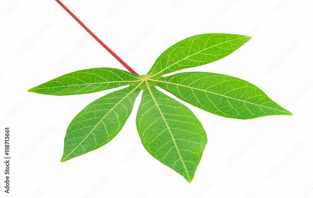 Fototapeta premium Plant green leaf, taro leaf isolated