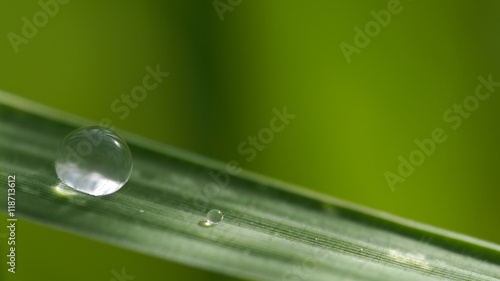 Water Drop of Rice Leaf