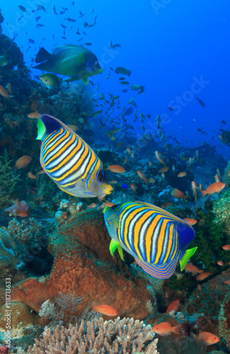 Regal Angelfish pair fish coral reef underwater