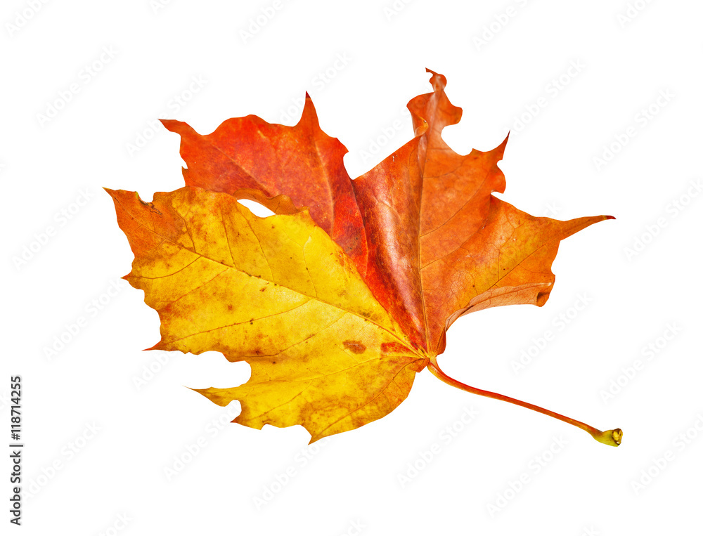 Autumn maple leaf isolated on white background Autumn maple leaf isolated on white background
