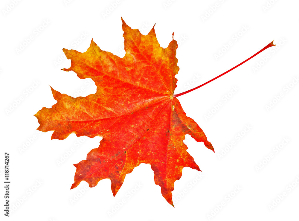 Obraz premium Autumn maple leaf isolated on white background