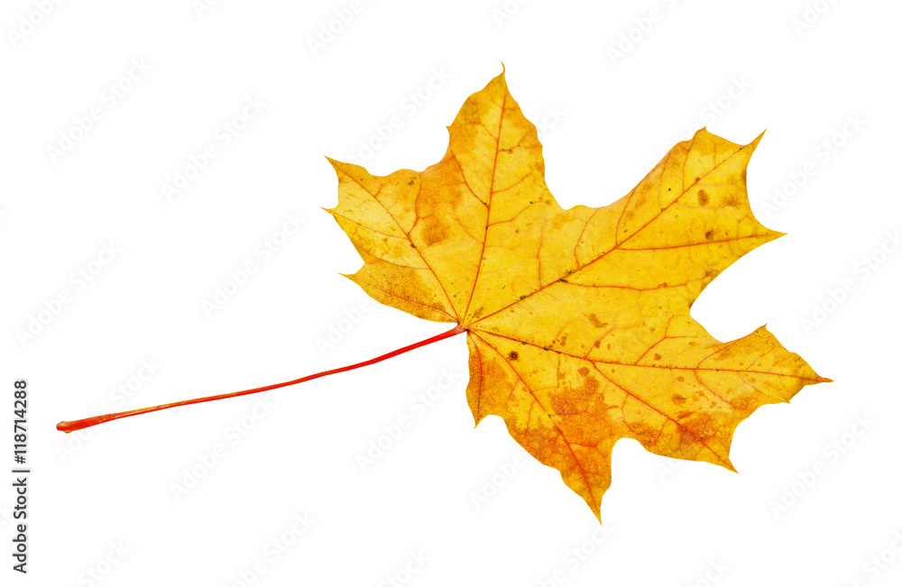 Autumn maple leaf isolated on white background Autumn maple leaf isolated on white background