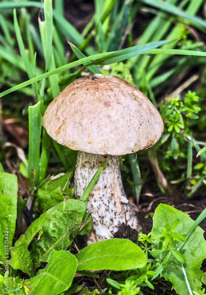 Wild growing mushrooms in the grass Wild growing mushrooms in the grass