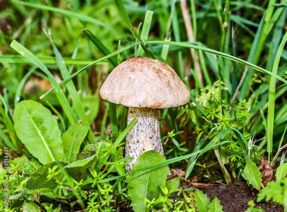 Wild growing mushrooms in the grass Wild growing mushrooms in the grass
