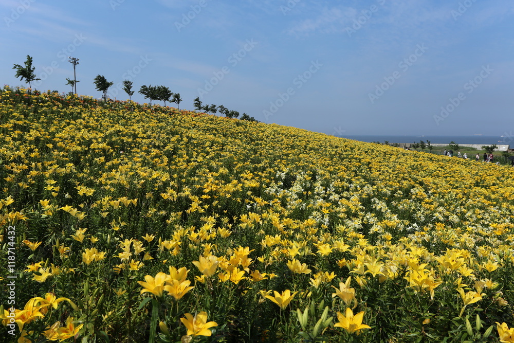 Fototapeta premium ゆりの花