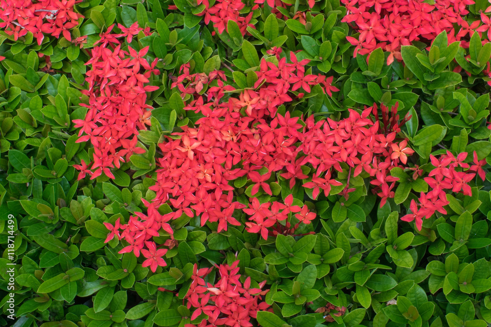 Red ixora flower from top view Red ixora flower from top view