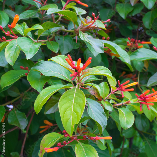 Scarlet bush tree, Hamelia patens, Selective focus