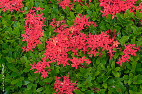 Red ixora flower from top view