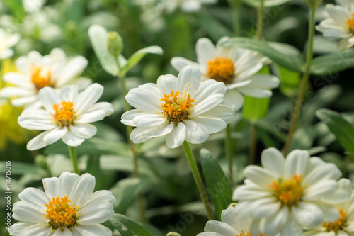 White flower closeup in the garden