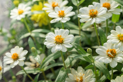 White flower closeup in the garden