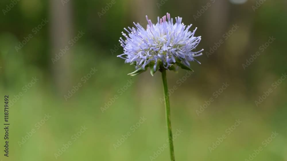 Ants walking on beautiful purple flower on blurred background Ants walking on beautiful purple flower on blurred background
