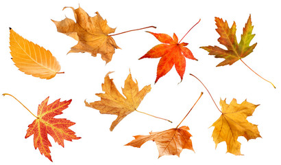 Fall leaves isolated on white background collection