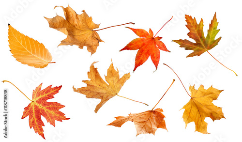 Fall leaves isolated on white background collection