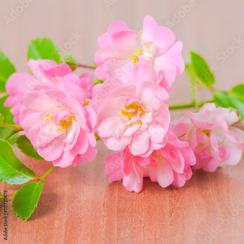 beautiful soft pink rose on wooden background, closeup