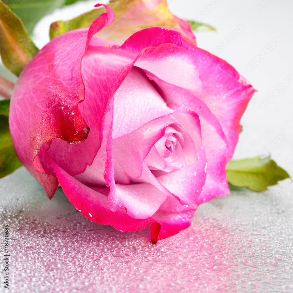 beautiful pink rose flower on light background with drops and re beautiful pink rose flower on light background with drops and re