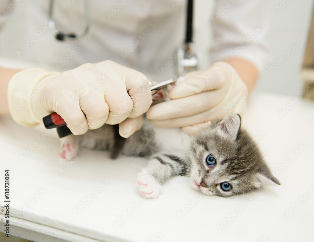 vet cutting cat toenails vet cutting cat toenails