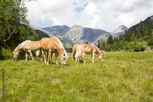 Horses At Alp Formarin In Vorarlberg Austria