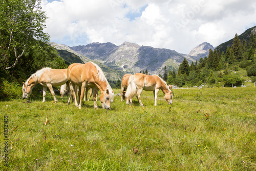 Horses At Alp Formarin In Vorarlberg Austria