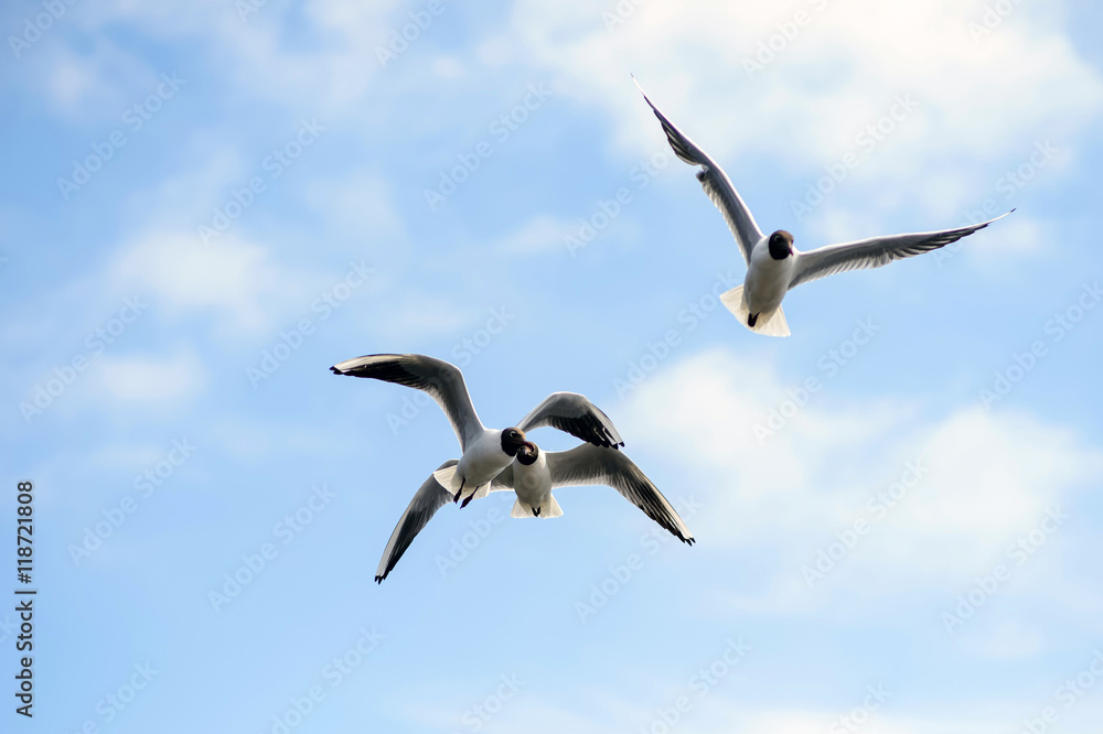 Seagulls soar in the sky. Birds flying high in clouds. Free wild birds seagulls with the black heads. Seagulls soar in the sky. Birds flying high in clouds. Free wild birds seagulls with the black heads.